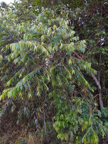 Diospyros sericea · iNaturalist