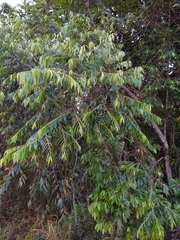 Diospyros sericea