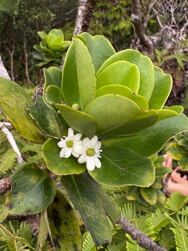 Ilex anomala observed 2025-09-02