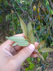 Diospyros sericea