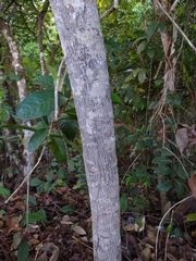 Diospyros sericea