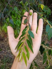 Diospyros sericea