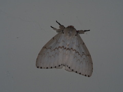 Lymantria xylina
