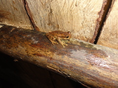 Gastrotheca