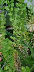 Lepidium bonariense