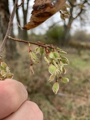 Ulmus serotina