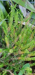 Lepidium bonariense