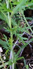 Lepidium bonariense