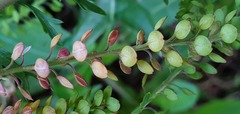 Lepidium bonariense