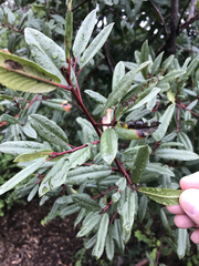 Frangula californica californica