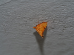 Mabra nigriscripta