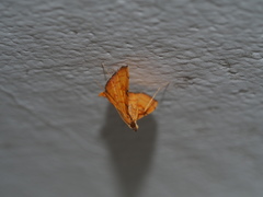 Mabra nigriscripta