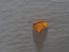 Mabra nigriscripta