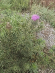 Cirsium vulgare