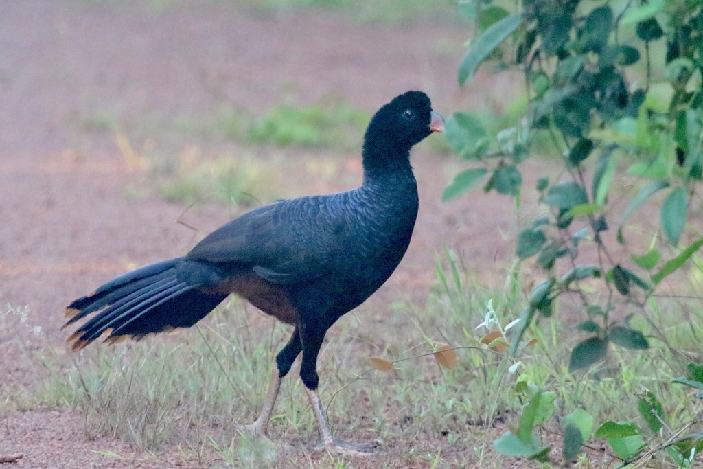 Crestless Curassow photo