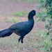 Crestless Curassow - Photo (c) abcdefgewing, some rights reserved (CC BY-NC), uploaded by abcdefgewing