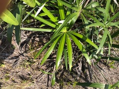 Mauritiella