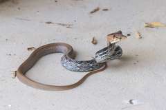 Coelognathus radiatus