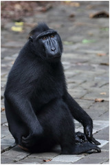 Macaca nigra