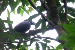 Rhabdotorrhinus exarhatus