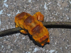 Ischyja ferrifracta