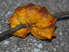 Ischyja ferrifracta
