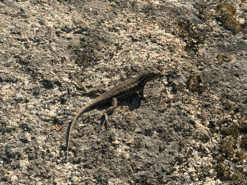 iNaturalist observation photo of Common Sagebrush Lizard