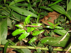 Libethra