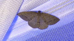 Drepanulatrix secundaria