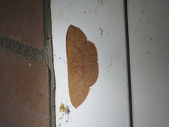 Perixera absconditaria