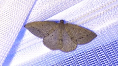 Drepanulatrix secundaria