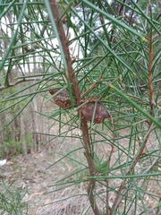 Hakea decurrens physocarpa