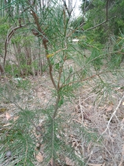 Hakea decurrens physocarpa