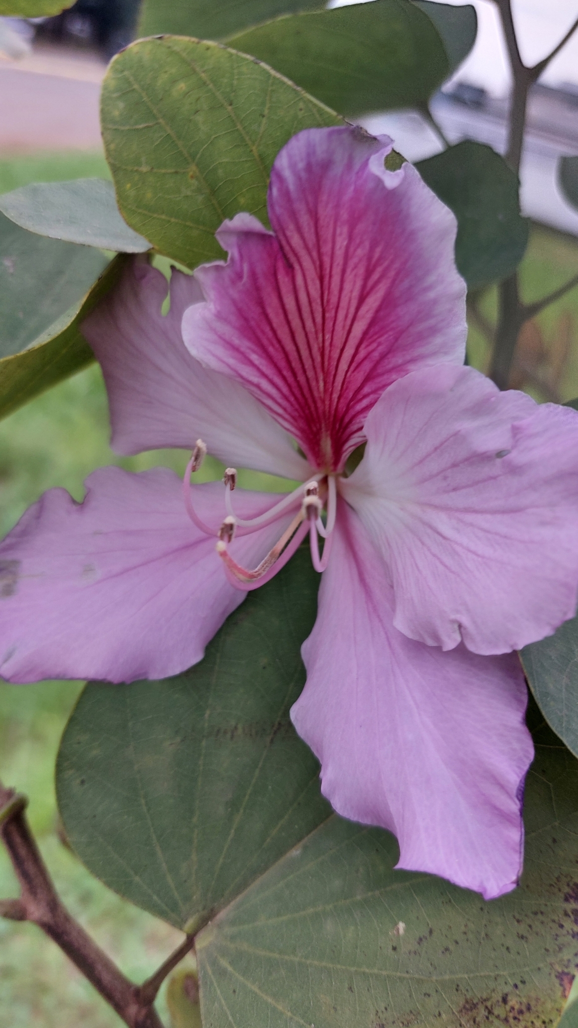 Bauhinia variegata