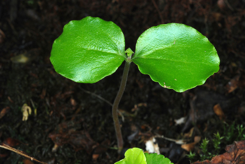 Ligustrum sinense