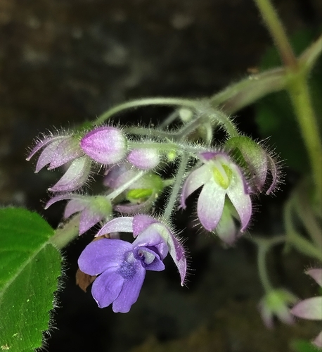 Ornithoboea occulta