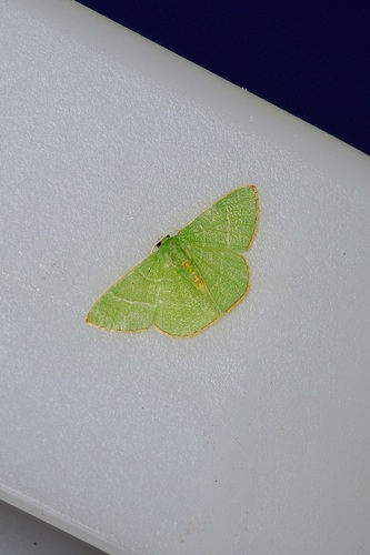 White-barred Emerald photo 4