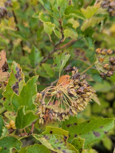 Physocarpus intermedius, photograph 5