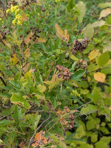 Physocarpus intermedius, photograph 6