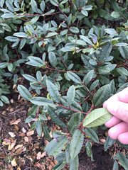 Frangula californica californica