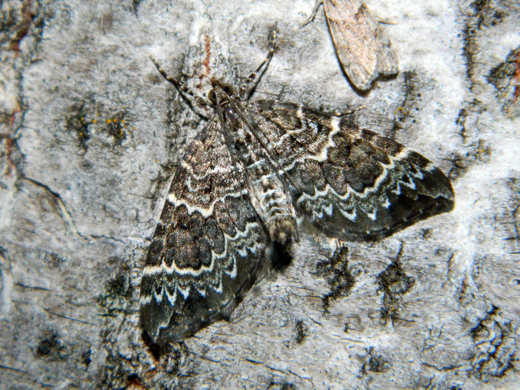 White Eulithis Moth