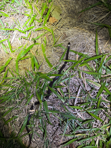 White-crowned Snake