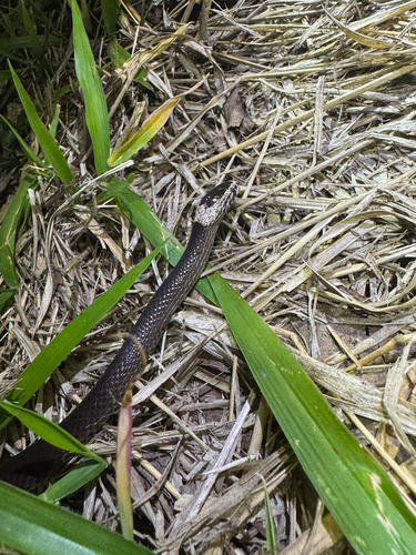 White-crowned Snake