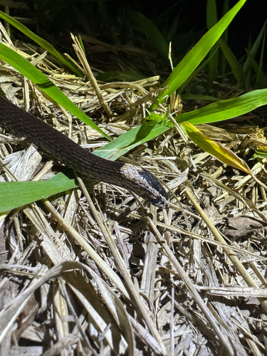 White-crowned Snake