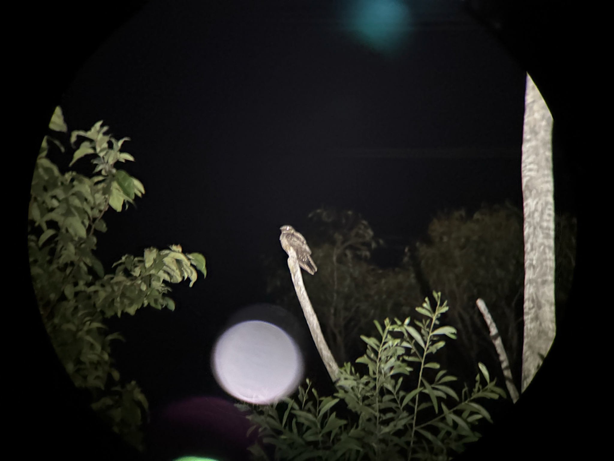 White-throated Nightjar (Eurostopodus mystacalis), photo 4