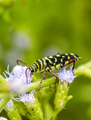 Placosternus difficilis