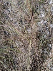Schizachyrium rhizomatum