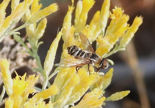 Unknown species found near Yakima County, WA, USA