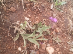 Verbena rigida