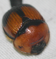 Bolbocerosoma bruneri